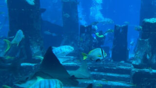 ドバイ：ロスト チェンバーズ水族館の入場チケット