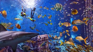 ドバイ：ロスト チェンバーズ水族館のシュノーケリング体験